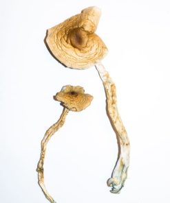 Golden Teacher Magic Mushrooms 3