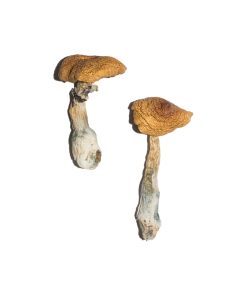 PE #6 Magic Mushrooms (Premium)