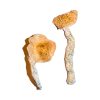 Bulk Mushrooms Transkei