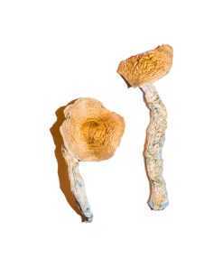Bulk Mushrooms Transkei