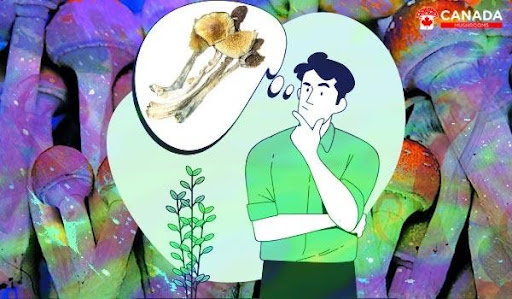How Many Shrooms Should a Beginner Take