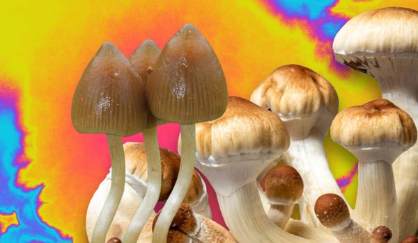 Treat Depression With Pharmaceuticals or Magic Mushrooms?