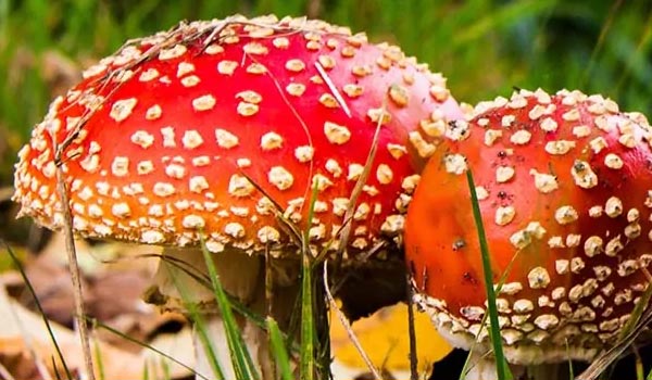 The Trippiest Magic Mushroom In The World