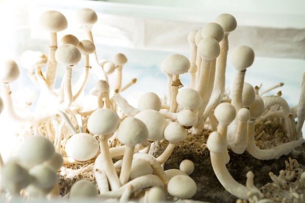 How much shrooms should a beginner take