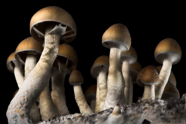 Psilocybe Cubensis Strain