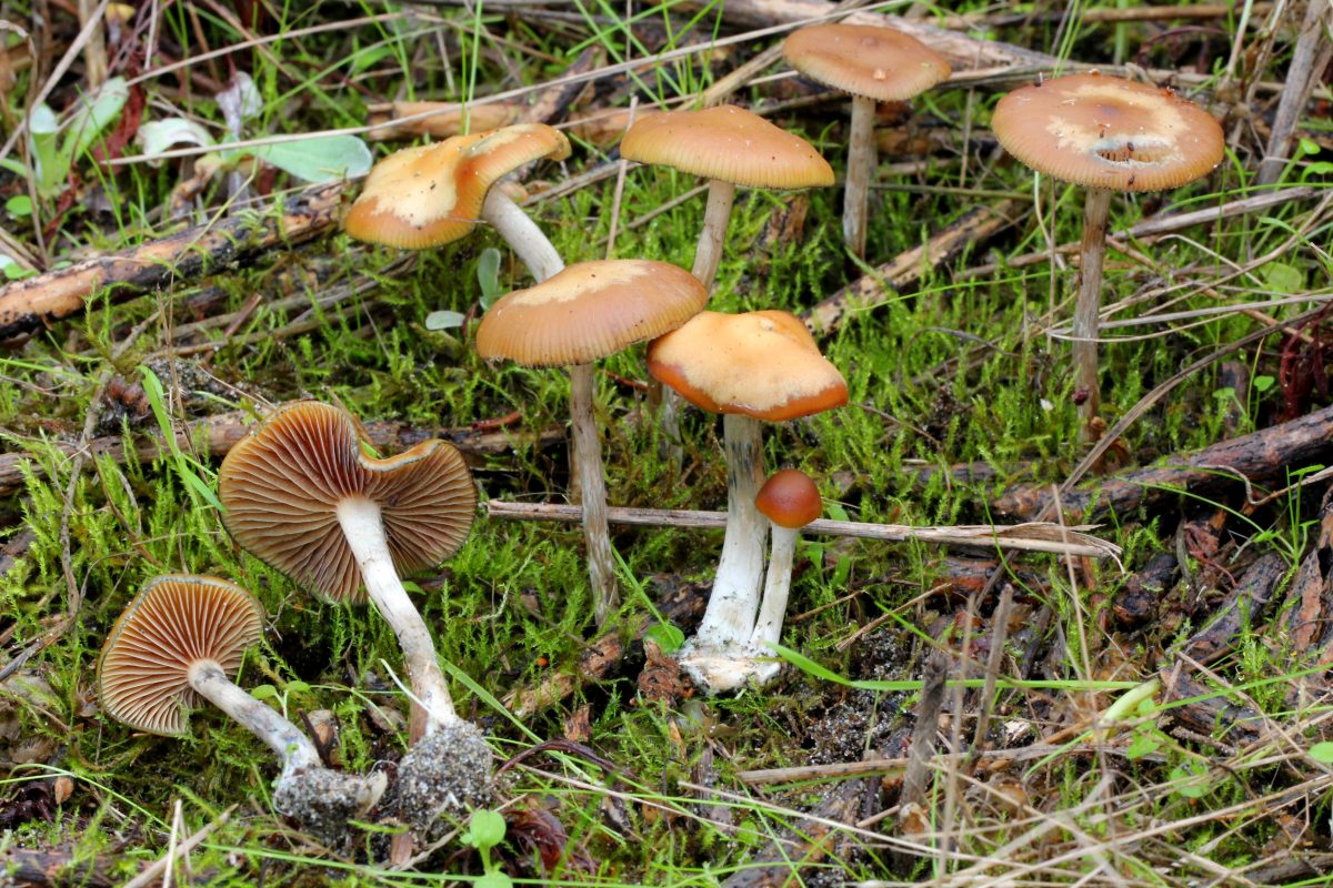 Psilocybe Cyanescens Strain