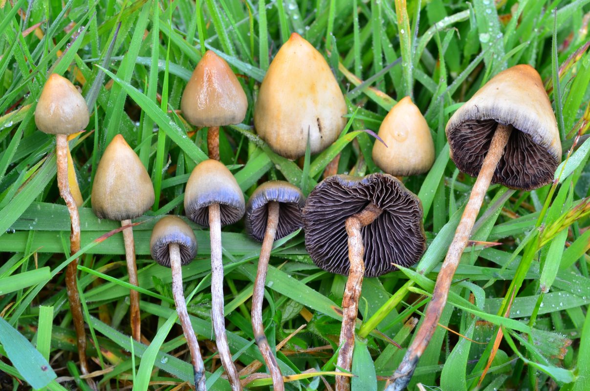 Psilocybe Semilanceata Strain